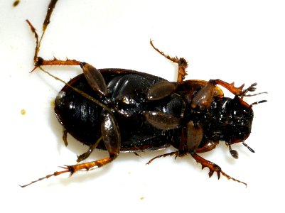 Aphodius-contaminatus-02-fws