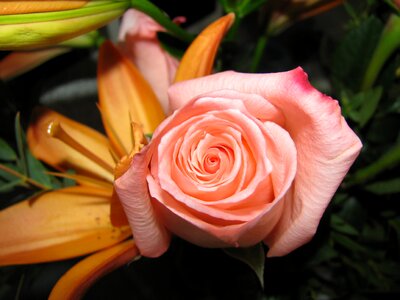 Flower pink blade