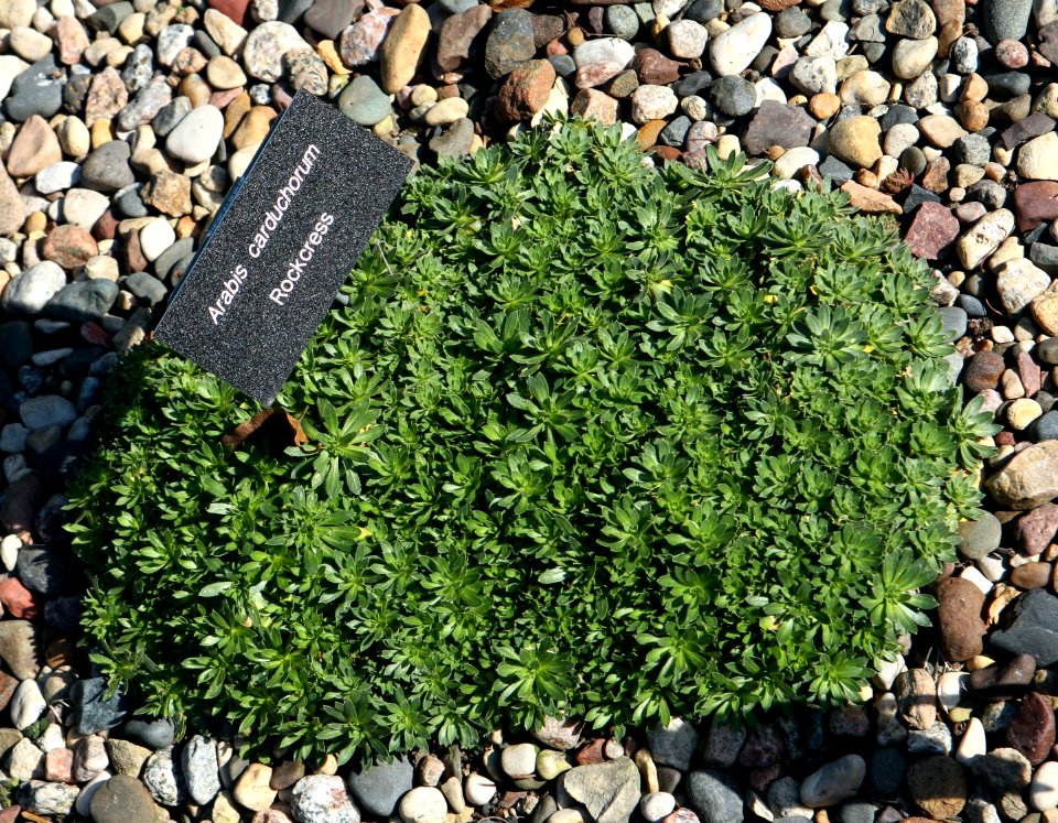 Arabis carduchorum