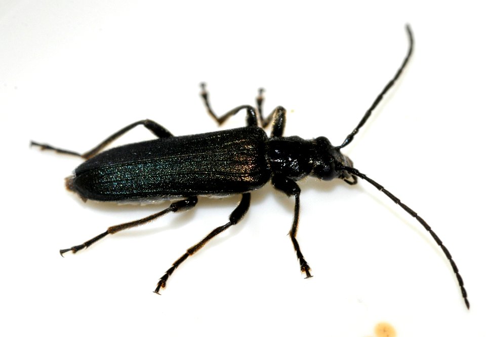 Anogcodes-fulvicollis-05-fws