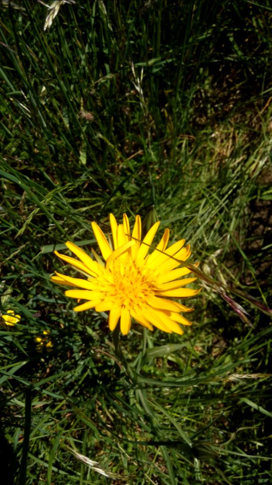 Arnika Roscheiderhof H2a