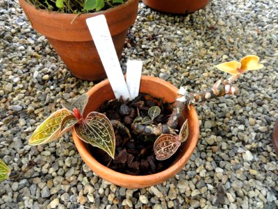 Anoectochilus chapaensis - Talcott Greenhouse - Mount Holyoke College - DSC04521
