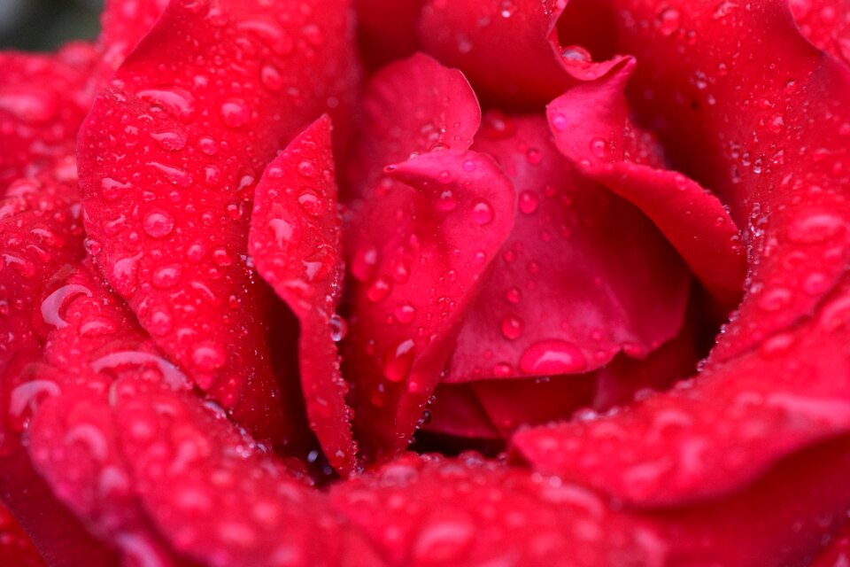 Bloom rose blooms rose bloom
