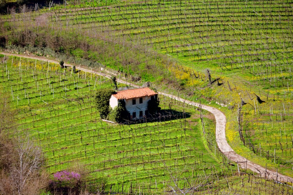 Vineyard landscape road