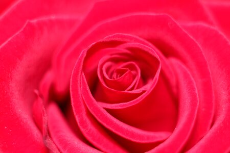Love scam love attachment