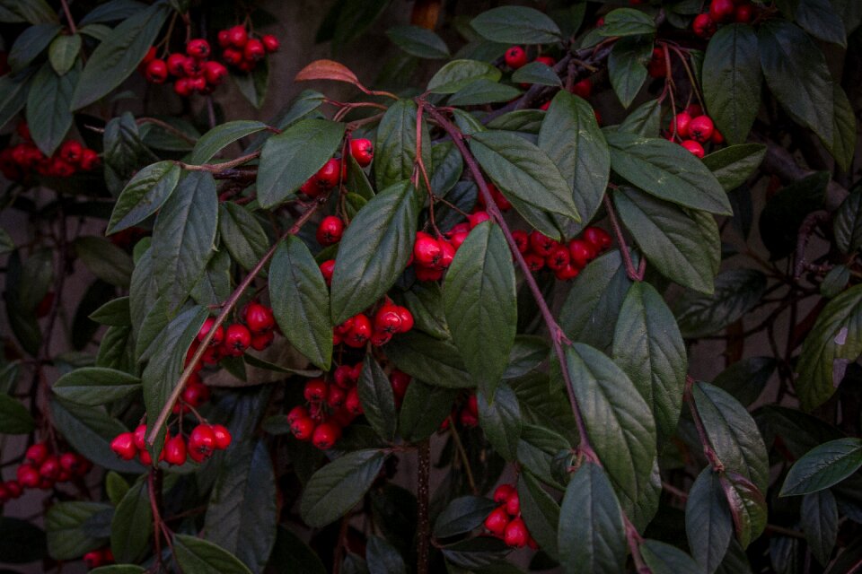 Cherries fruits food