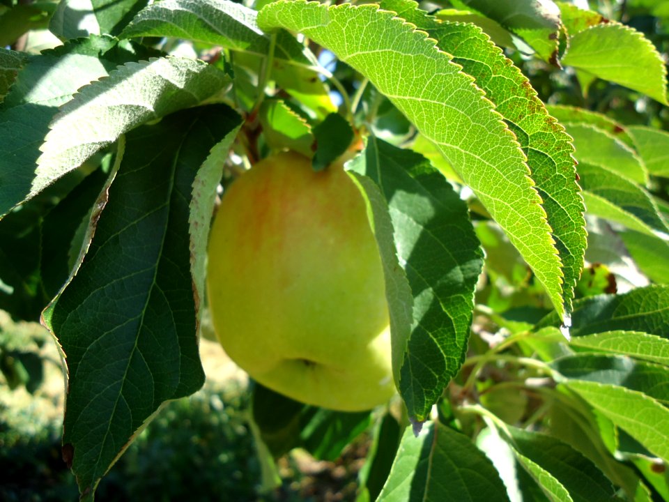 Apples at Hillview Farms in New Jersey October 2016 1