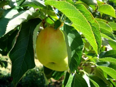 Apples at Hillview Farms in New Jersey October 2016 1