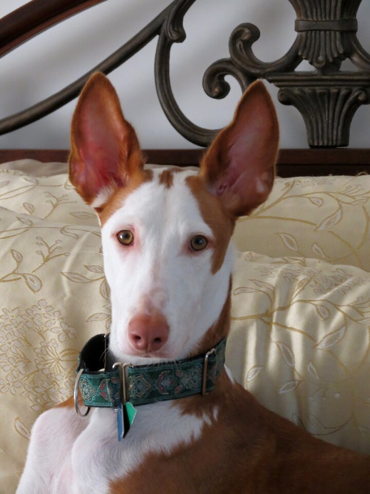Hound animal podenco