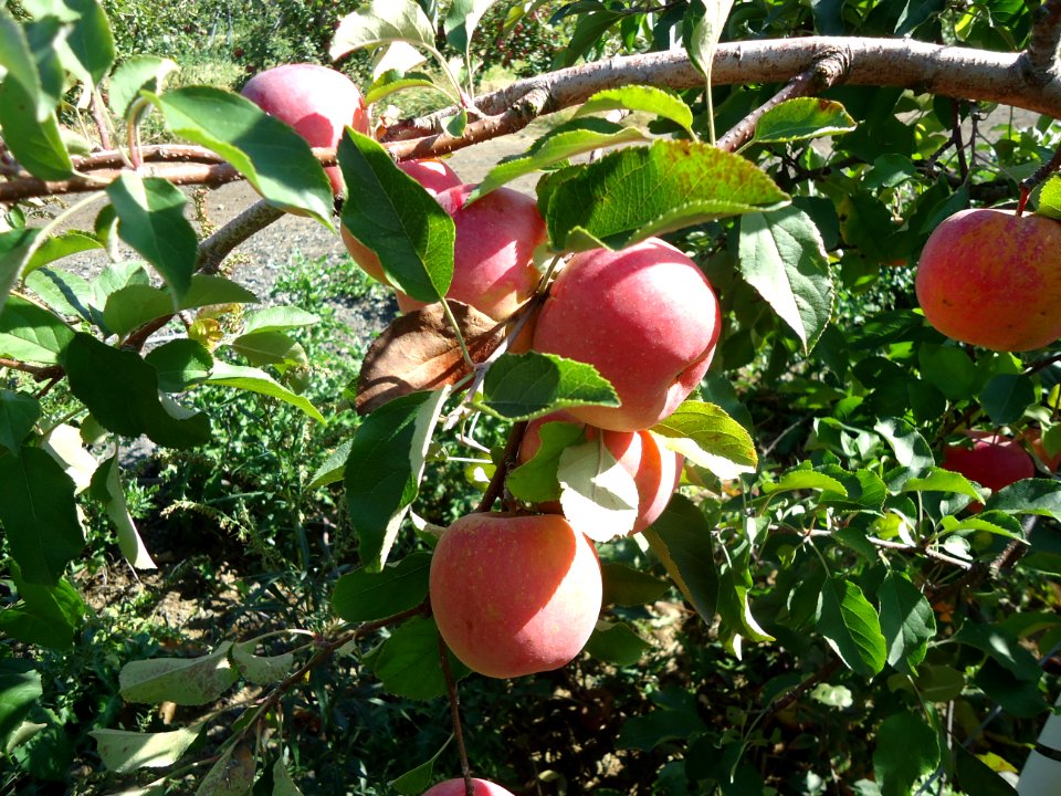 Apples at Hillview Farms in New Jersey October 2016 2