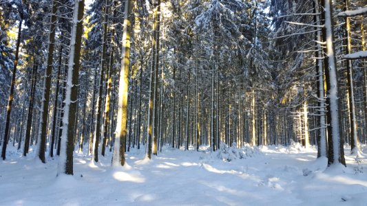Bérismenil-Forest in snow (6)