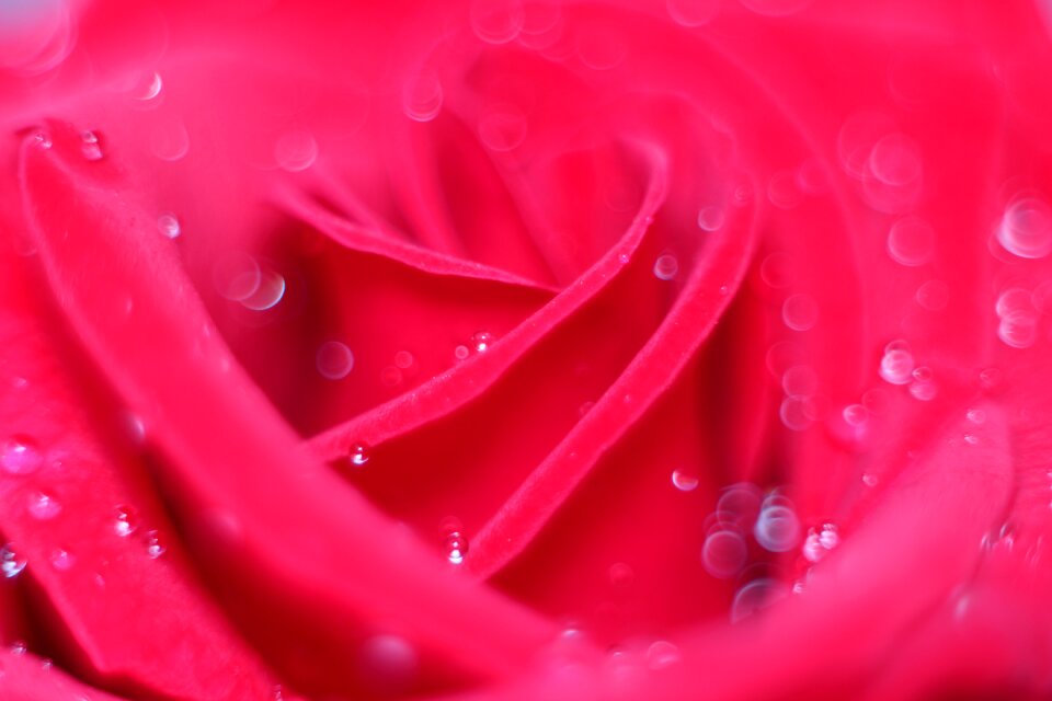 Rose abstract rosa
