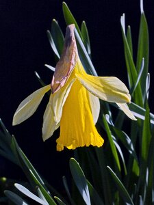 Flower blossom bloom