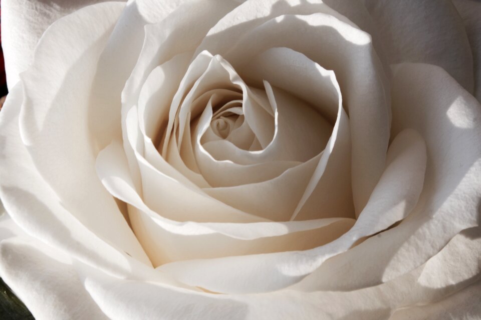Rose flowers romance