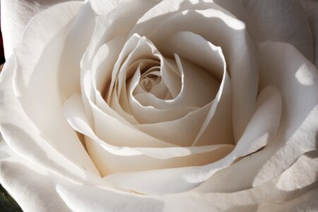 Rose flowers romance