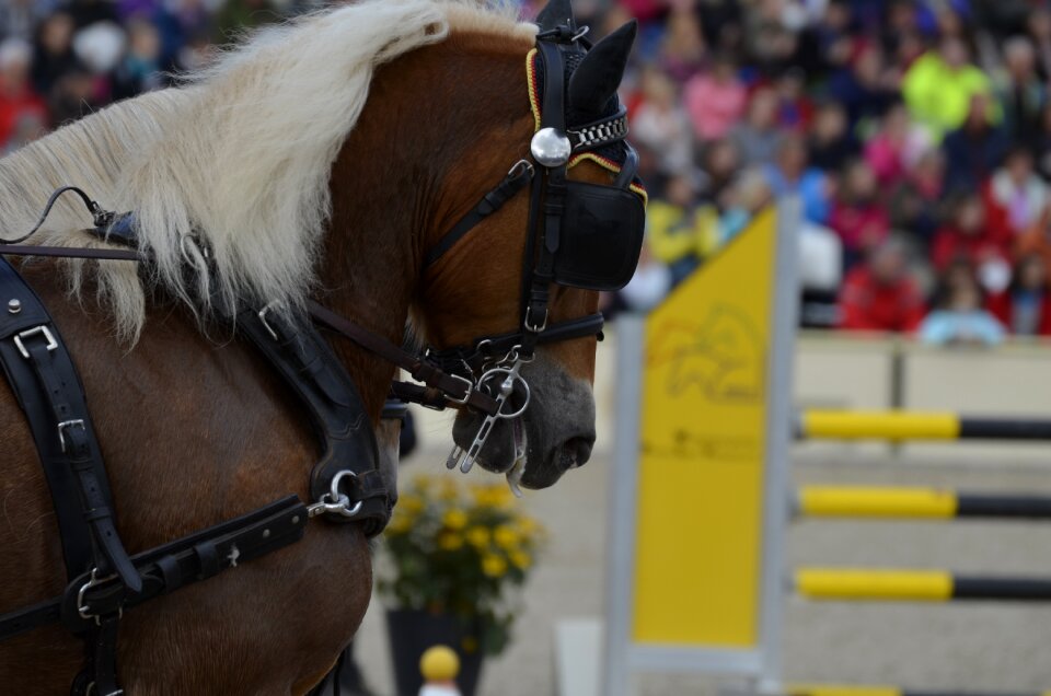 Stallions haflinger brown