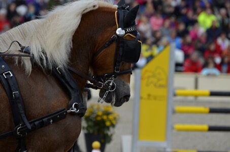 Stallions haflinger brown