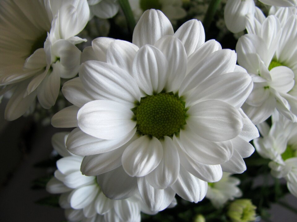 Flower white petals photo