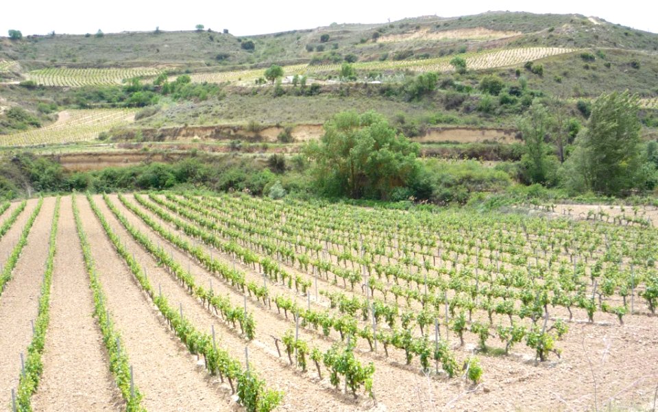 Baños de Ebro - viñedos