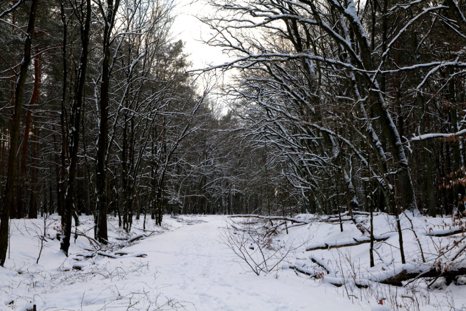 Bötzowbahn Spandauer Forst with snow 2021-02-10 11