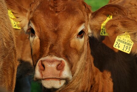 Brown pasture attention
