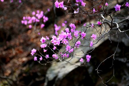 Wildflower azalea in the forest
