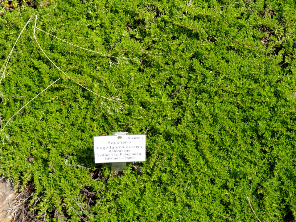 Baccharis magellanica - Palmengarten Frankfurt - DSC01896