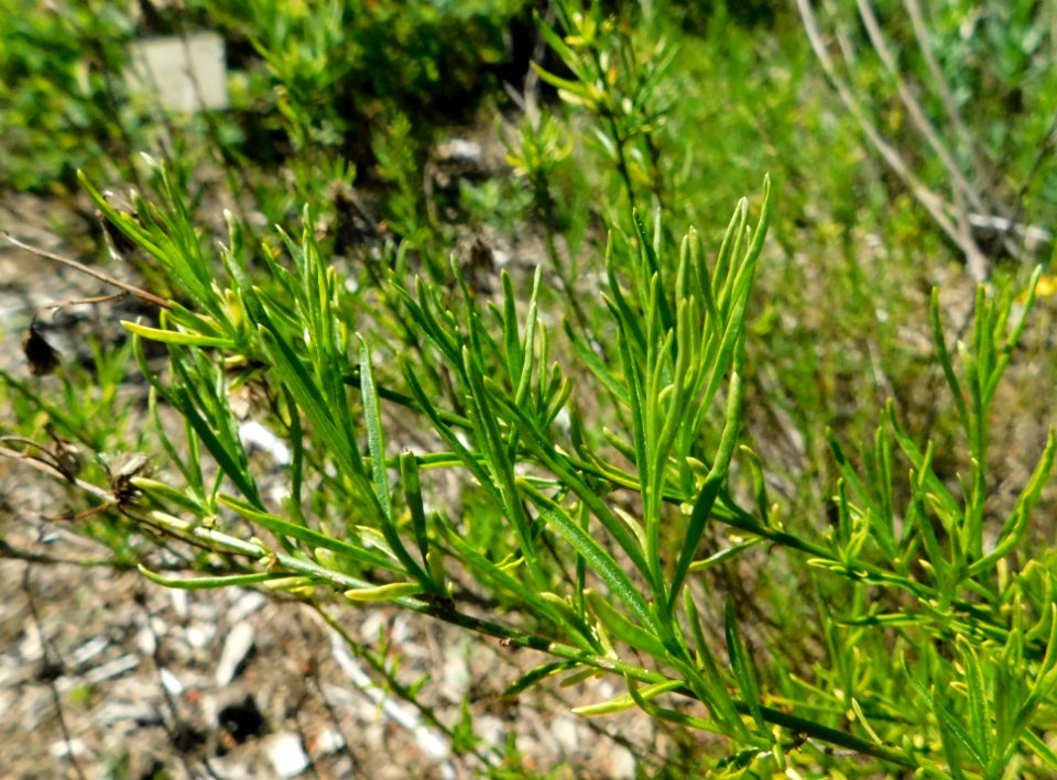 Baccharis vanessae