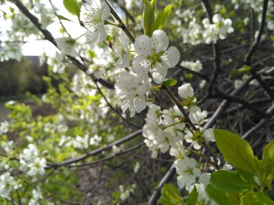 Apricot flower spring photo