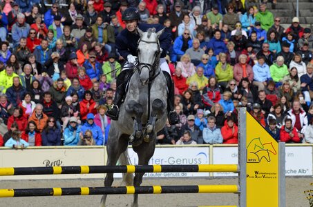 Stallion jump animal portraits photo