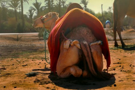 Camel Africa Morocco (233523369)