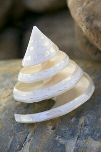 Sea mussel sea shell