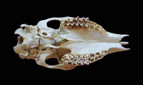 Capreolus capreolus - cranium (inferior view)