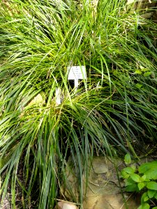Carex solandri - Palmengarten Frankfurt - DSC01909