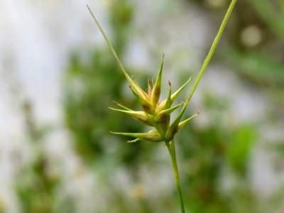 Carex michauxiana 10016166