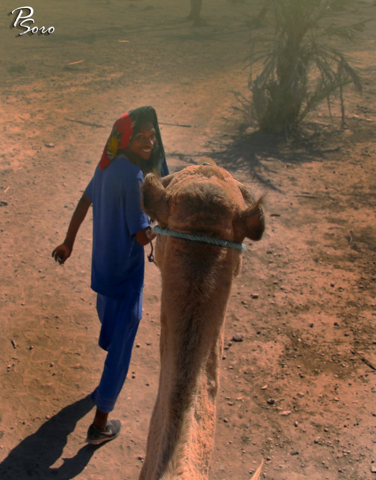 Camel Africa Morocco (233523455)