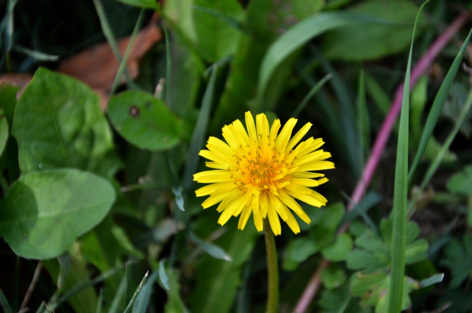 Flower field dandelion