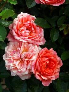 Petal flora floral