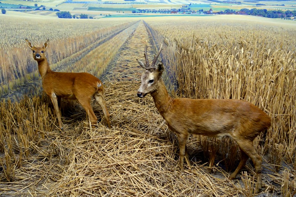 Capreolus capreolus - Naturhistorisches Museum, Braunschweig, Germany - DSC05058