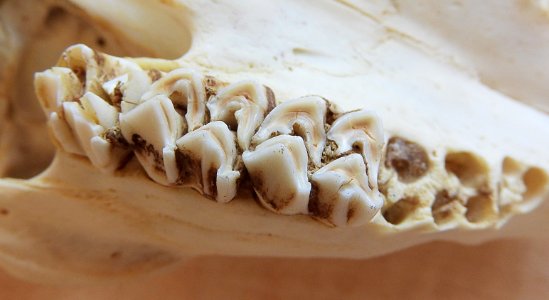 Capreolus capreolus - teeth detail (molars)