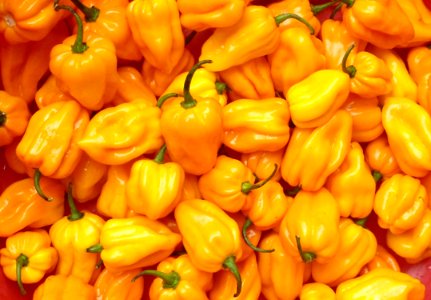 Capsicum chinense - Hainan Yellow Lantern Chili - 03