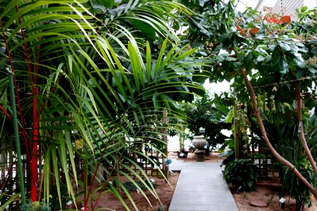 C. Fred Edwards Conservatory - Huntington Museum of Art - DSC05533