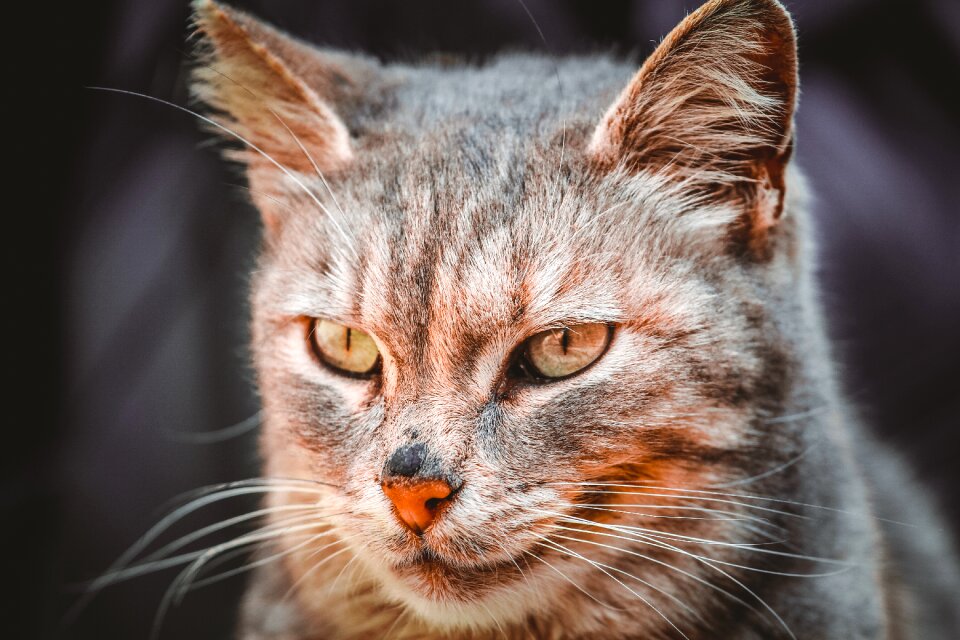 Mammals portrait nature