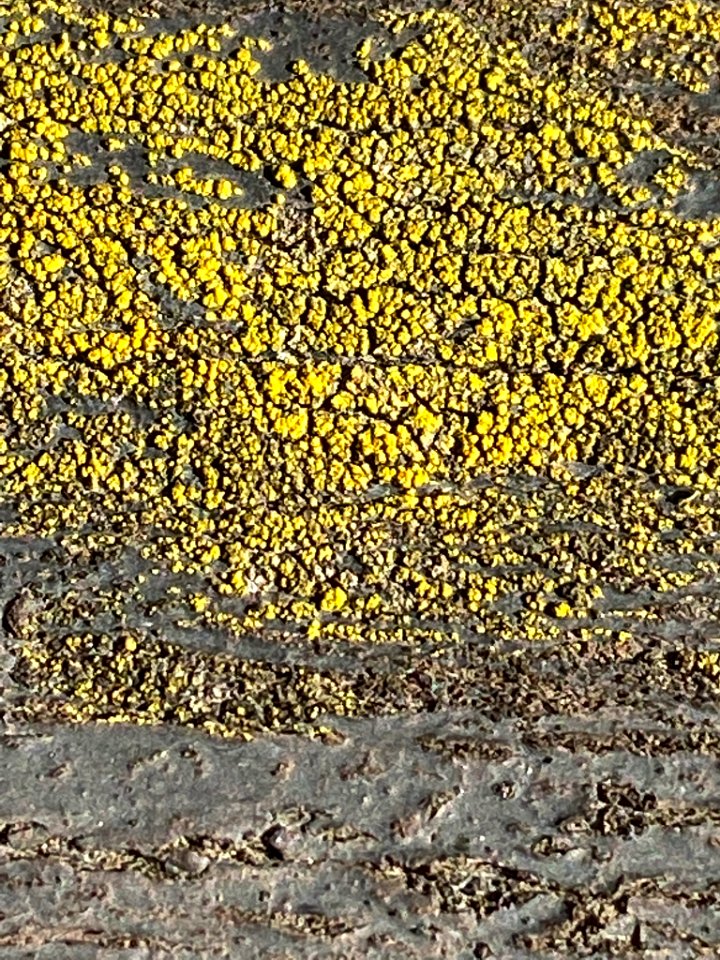 Candelariella vitellina 62788112