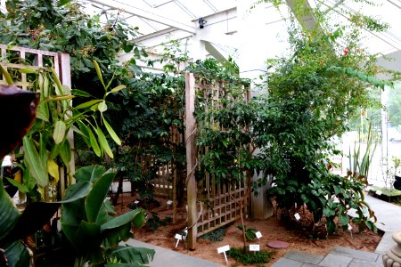 C. Fred Edwards Conservatory - Huntington Museum of Art - DSC05528