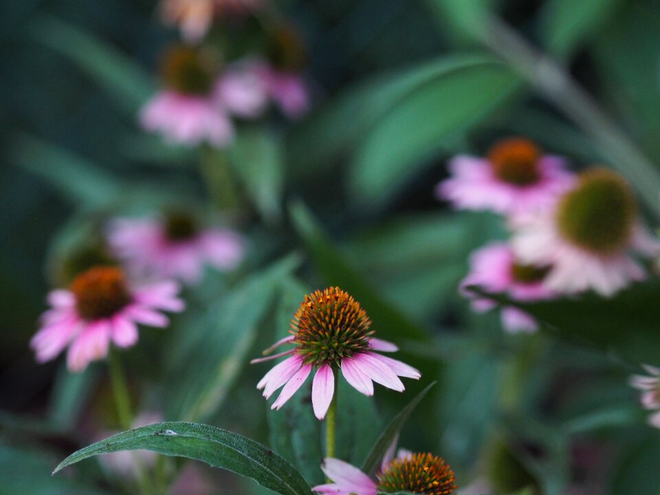 Garden love romance