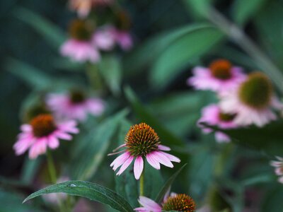 Garden love romance