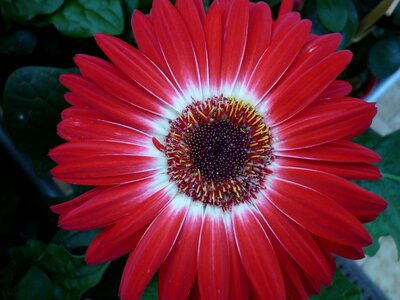Beautiful red blossom