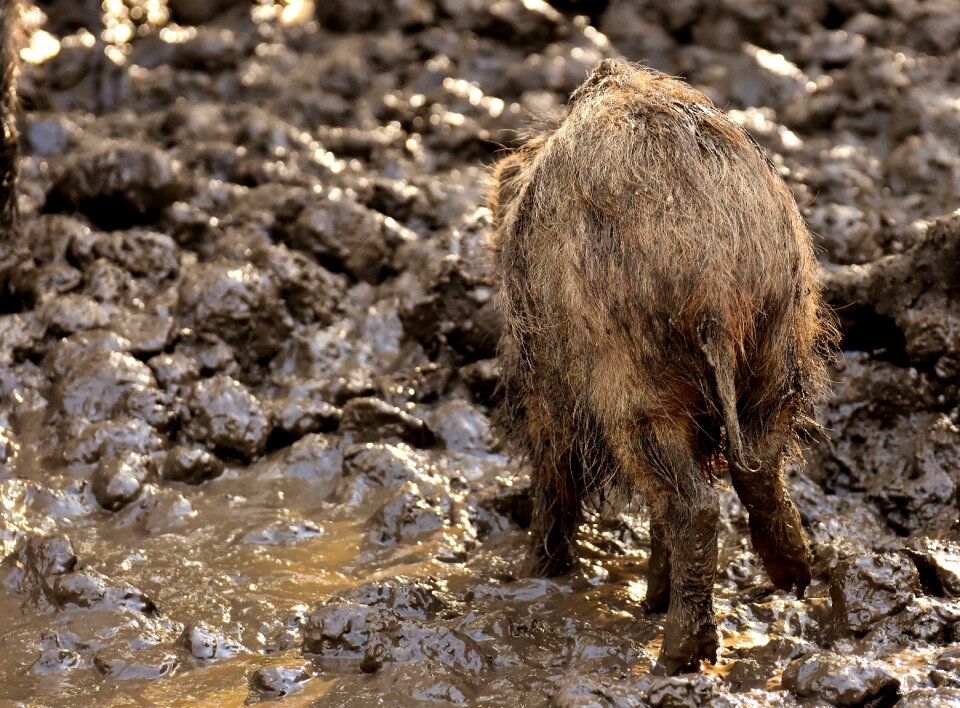 Dirty animal world nature