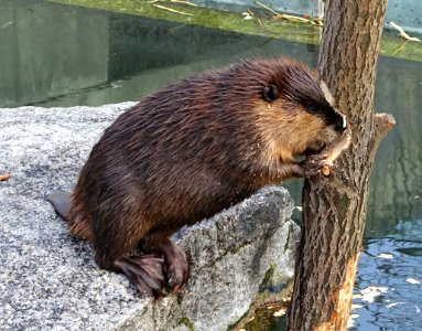 Castor canadensis - Wilhelma Zoo - Stuttgart, Germany - DSC02125